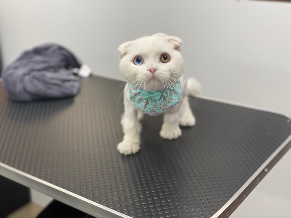 온천장고양이 이미지