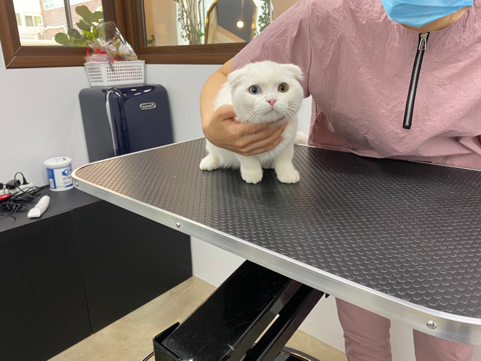 온천장고양이 이미지