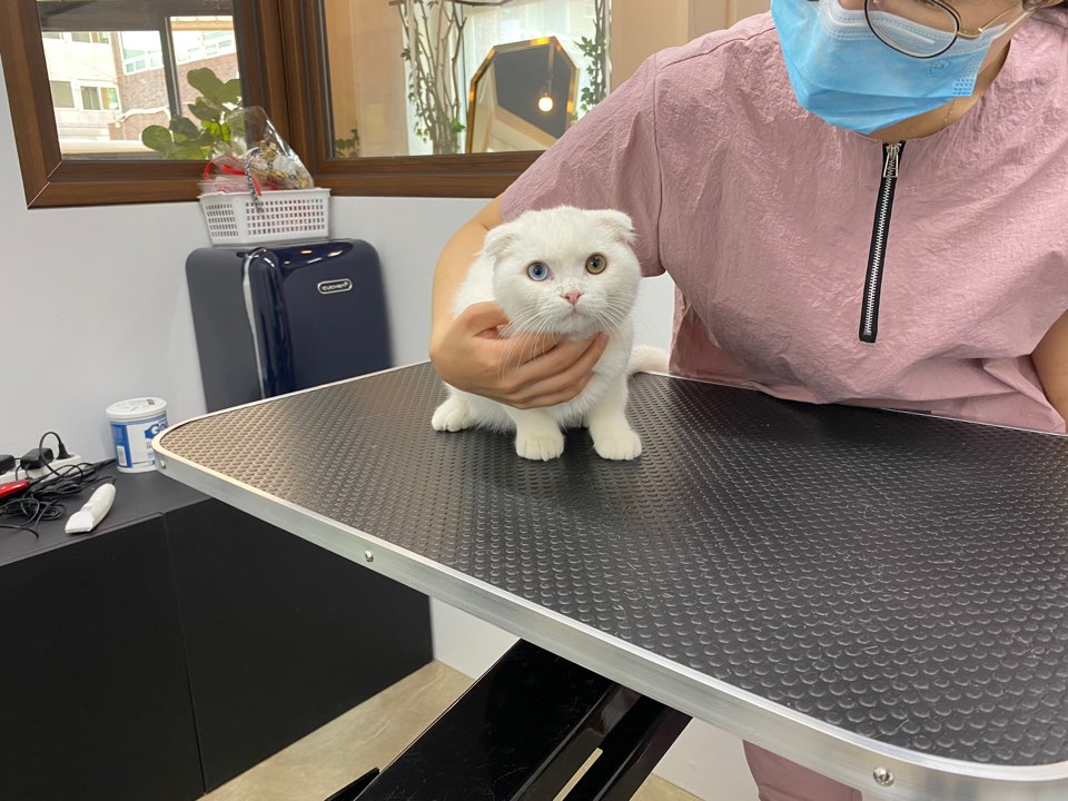 온천장고양이 이미지