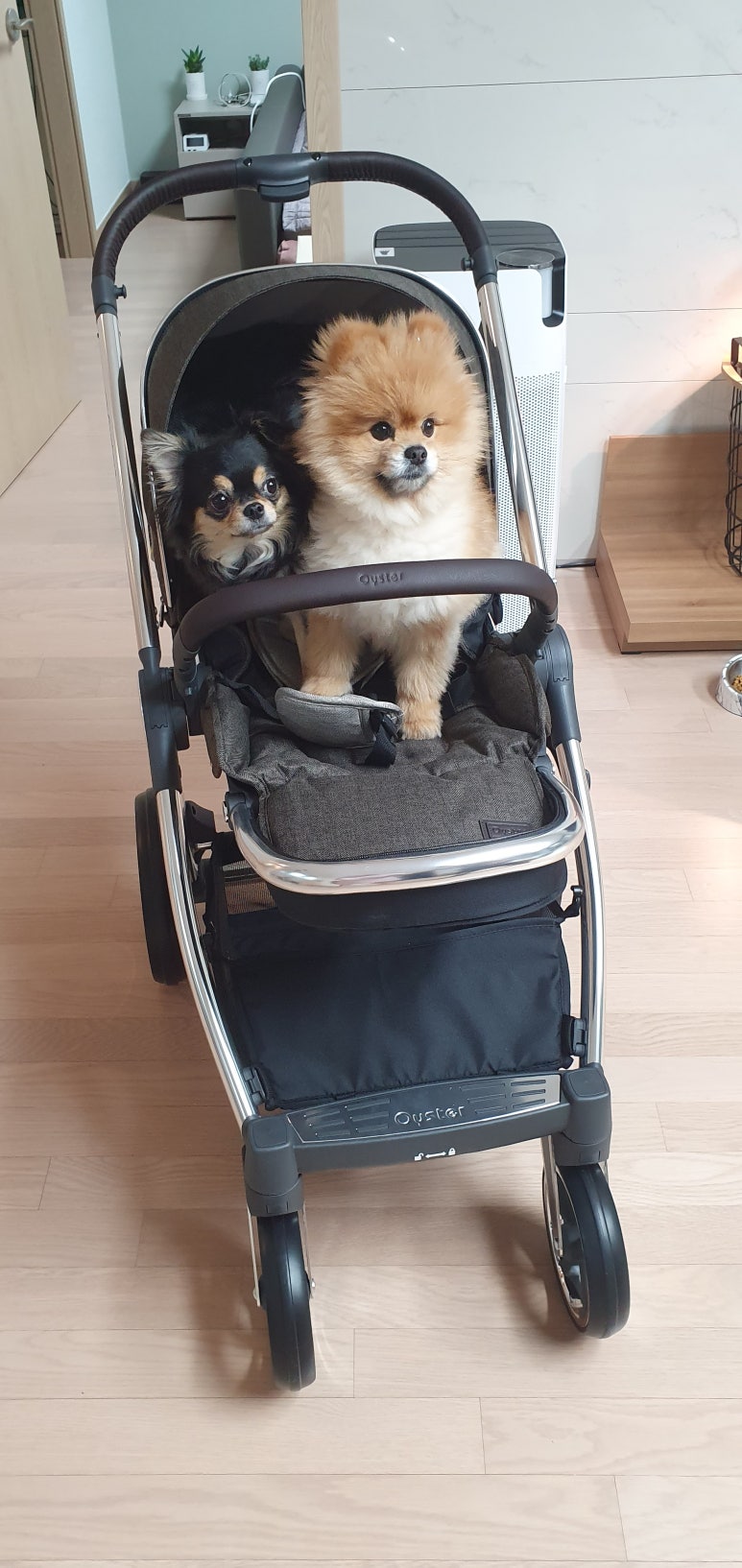 비-오이스터 이미지
