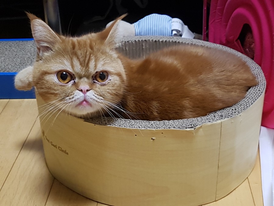 금보야 이미지