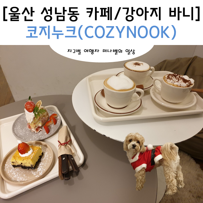 코지누크 이미지