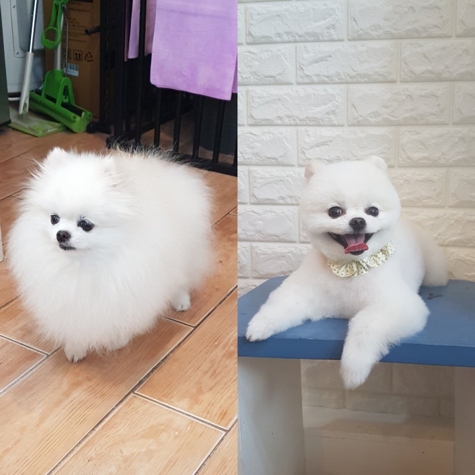 도도만두 이미지