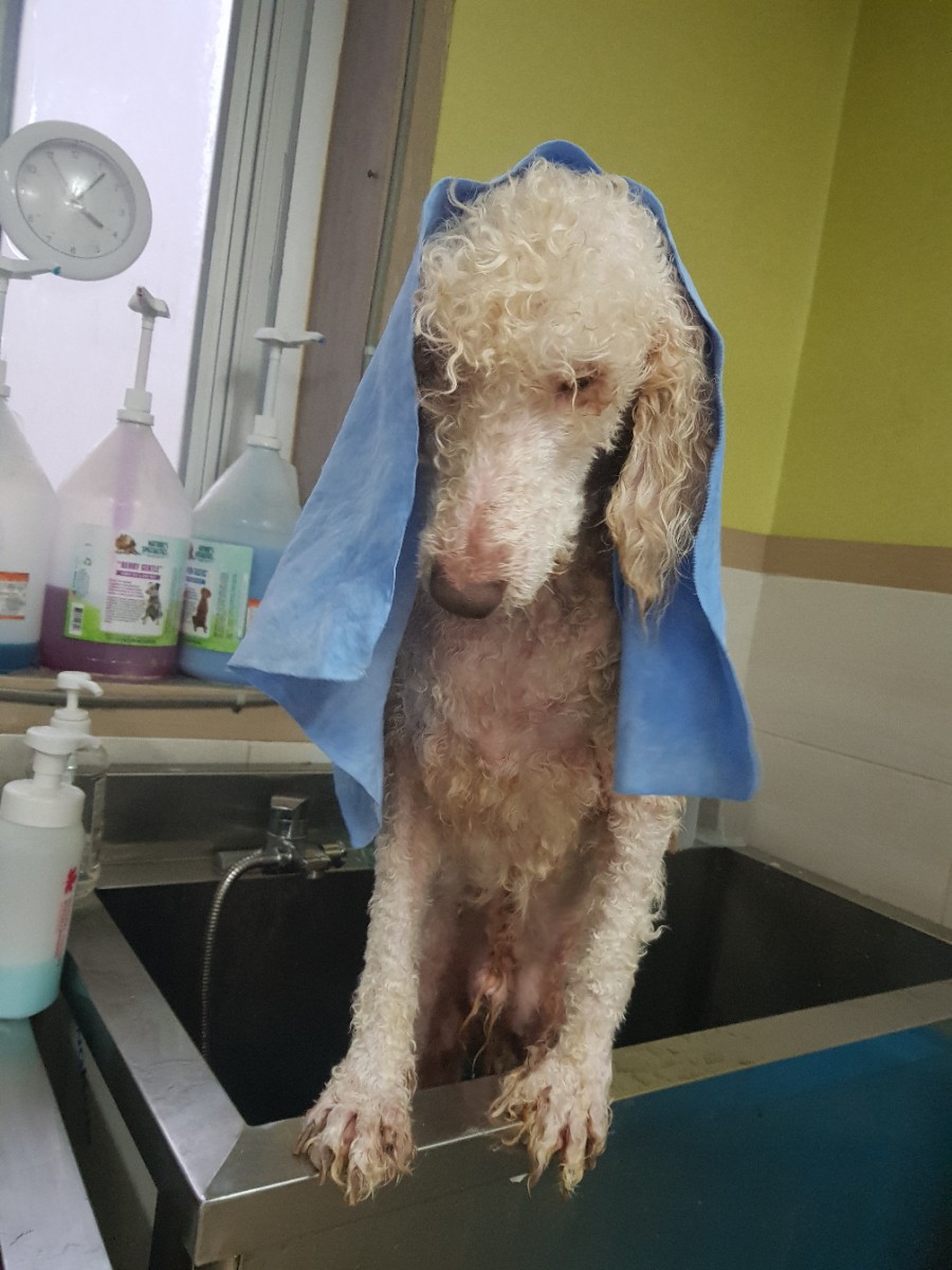 큐브애견미용학원 이미지