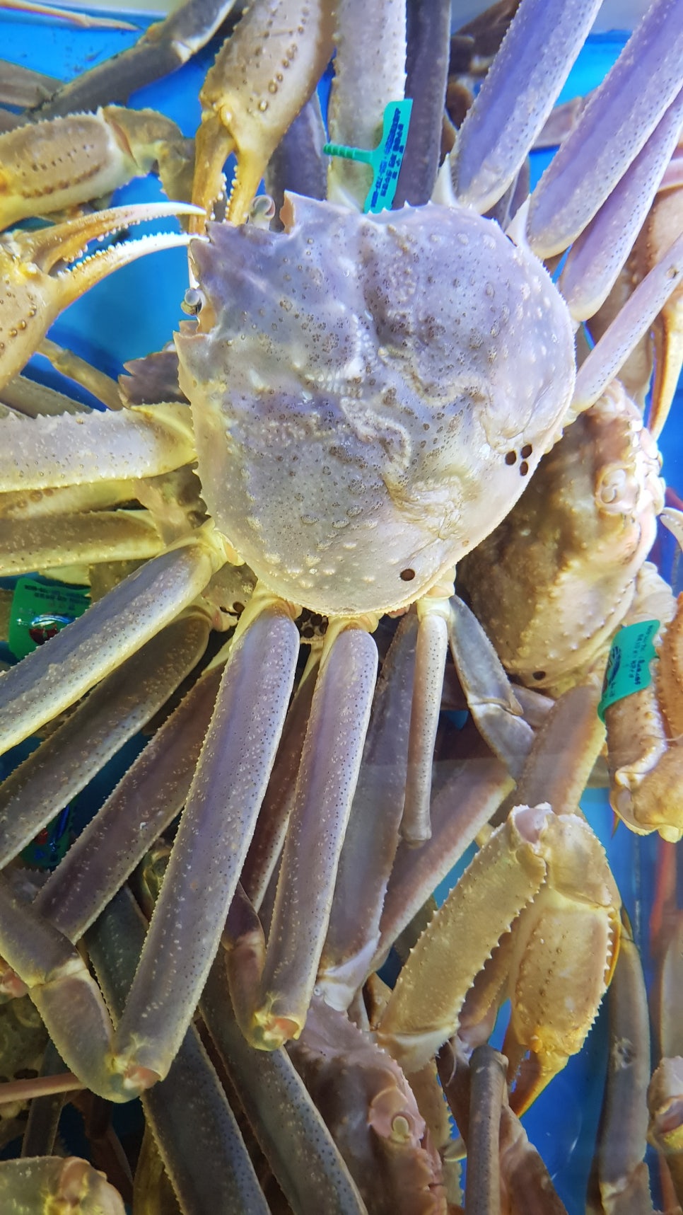 영덕대게 이미지
