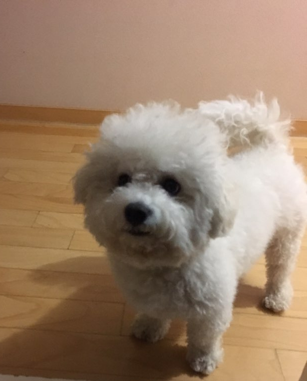 복덩이떡볶이 이미지