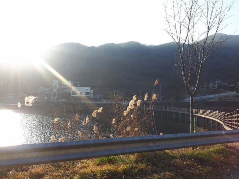장찬리소나무갤러리 이미지