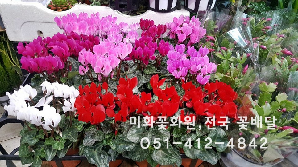 미화화원 이미지