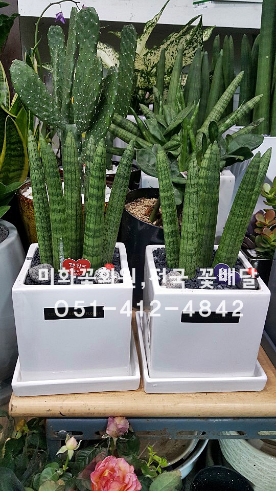 미화화원 이미지