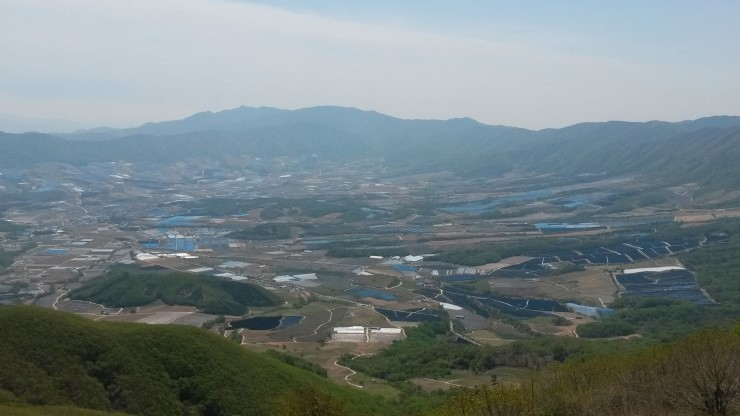 양구펀치볼사과 이미지