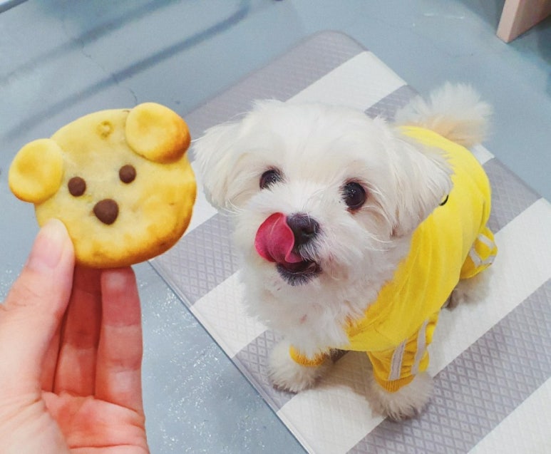 케이크꼬모 이미지