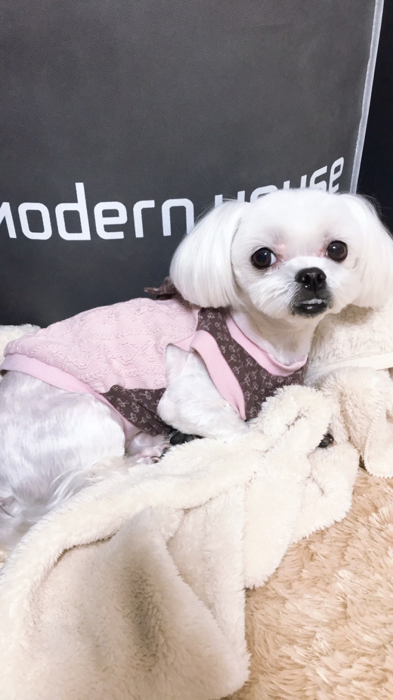 개똥이 이미지