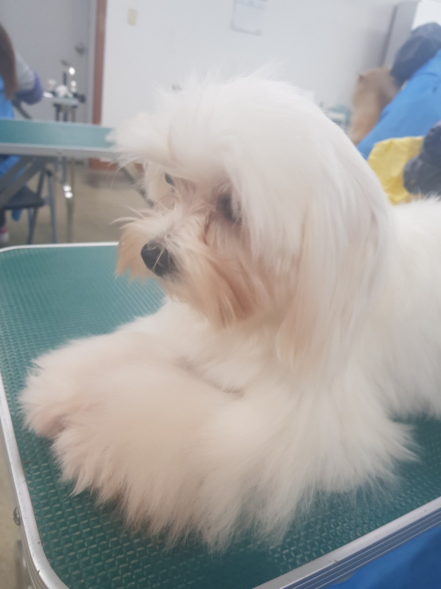 베스트강북애견미용학원 이미지
