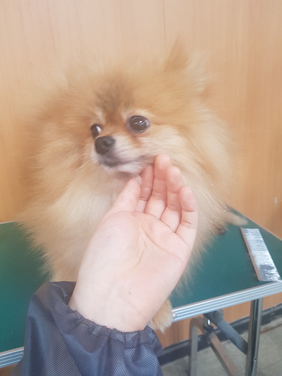 베스트강북애견미용학원 이미지