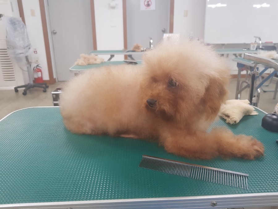 베스트강북애견미용학원 이미지