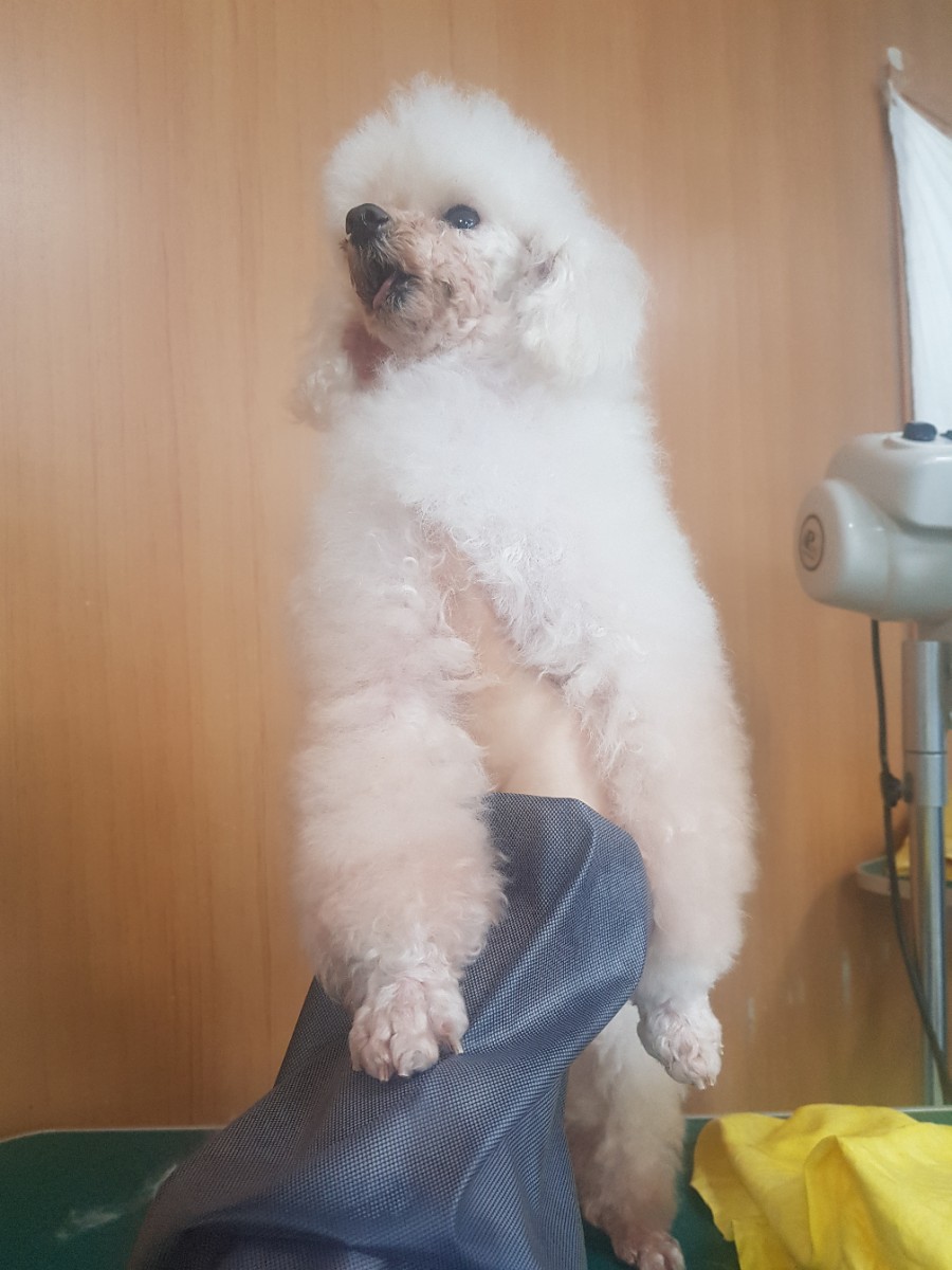 베스트강북애견미용학원 이미지