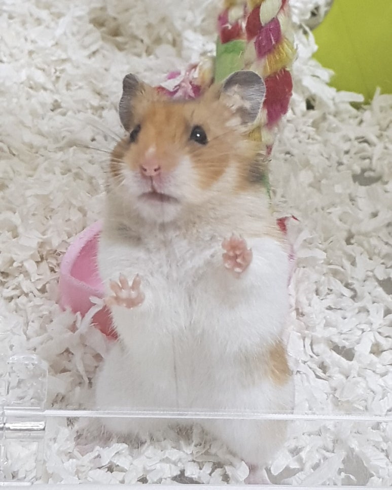 두수니 이미지