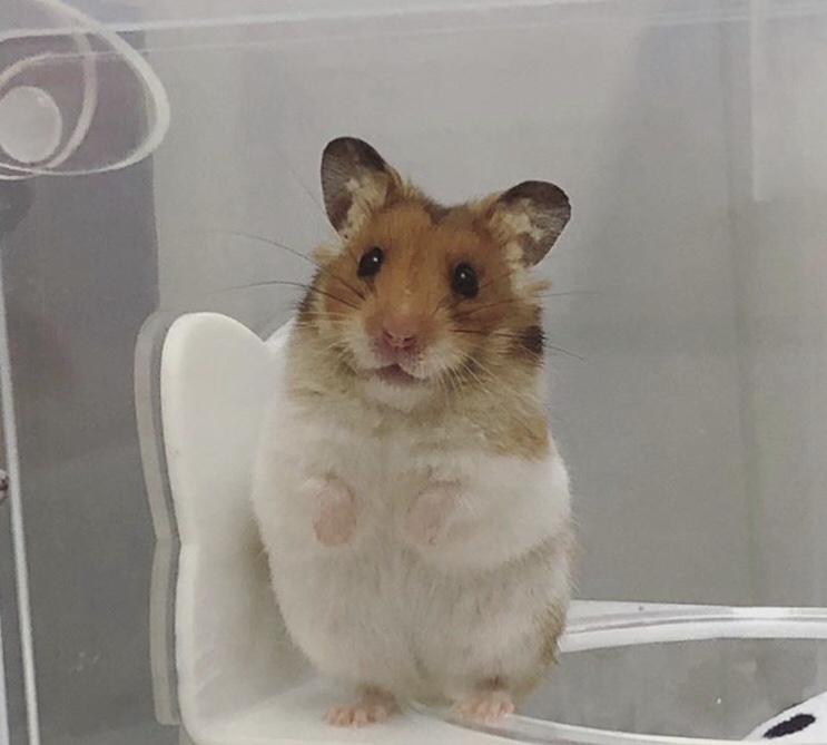 두수니 이미지
