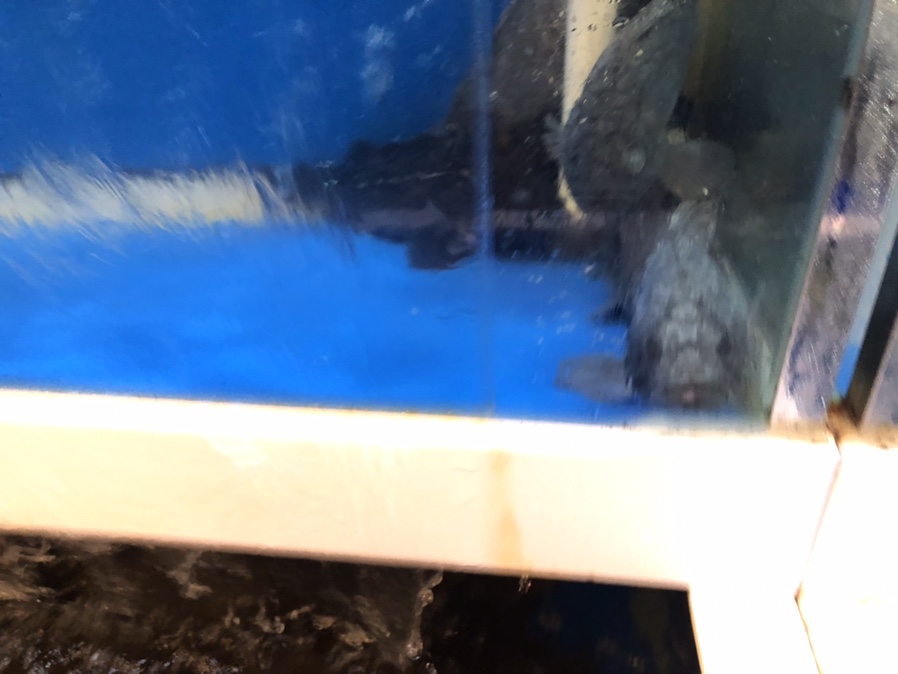 싱싱魚 이미지