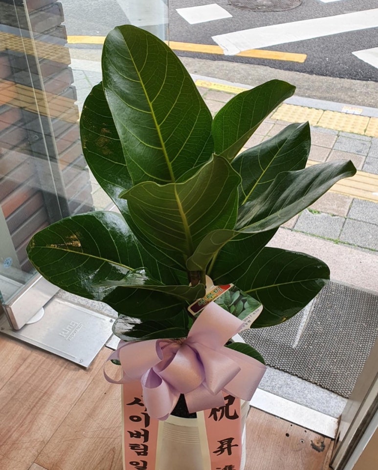 푸르미플라워 이미지