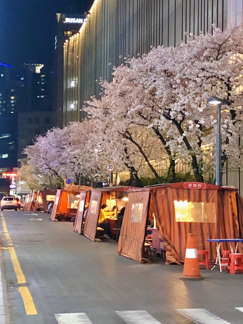 벚꽃포장마차 이미지