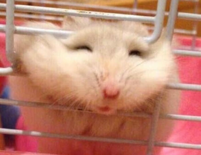 철장커뮤니티 이미지