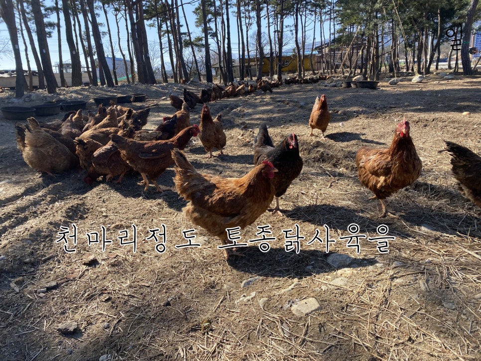 산속에토종닭 이미지