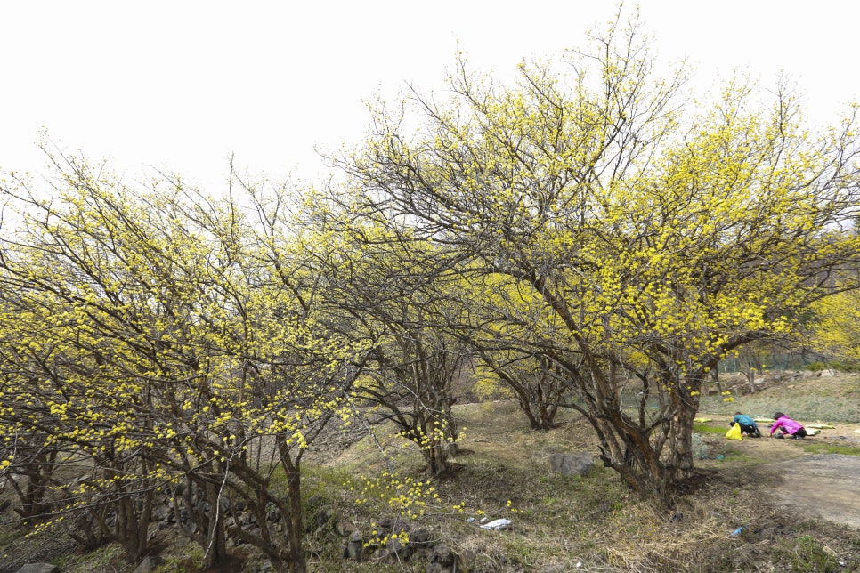 삼대봉춘막국수 이미지