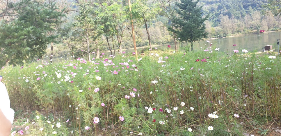 벚꽃뮬리 이미지