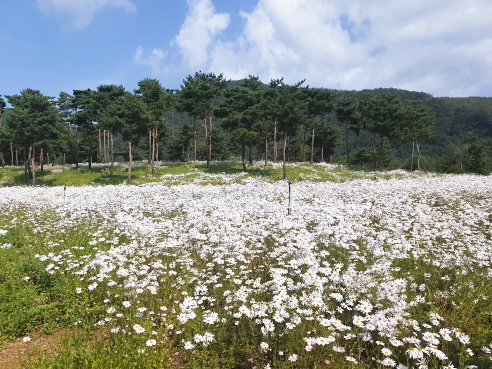 벚꽃뮬리 이미지