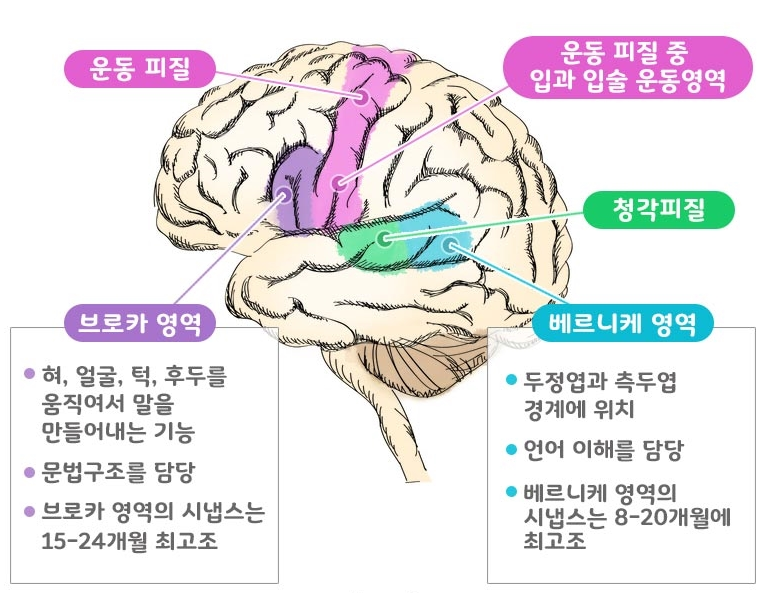 베르니케 이미지