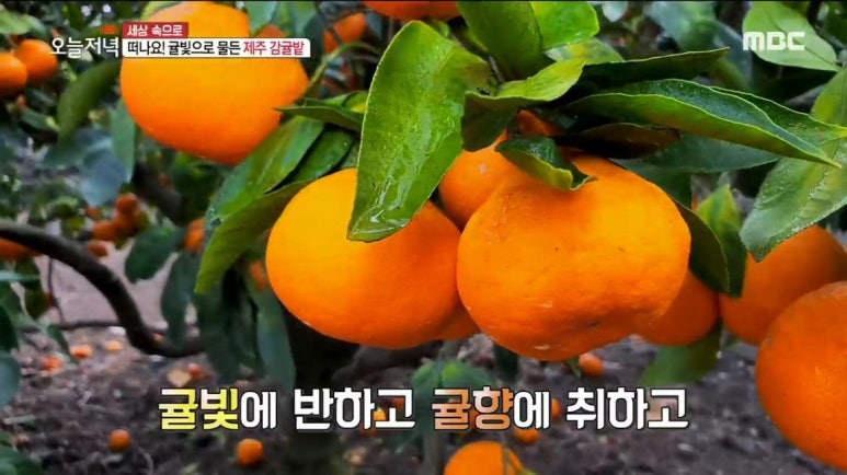 면차롱 이미지