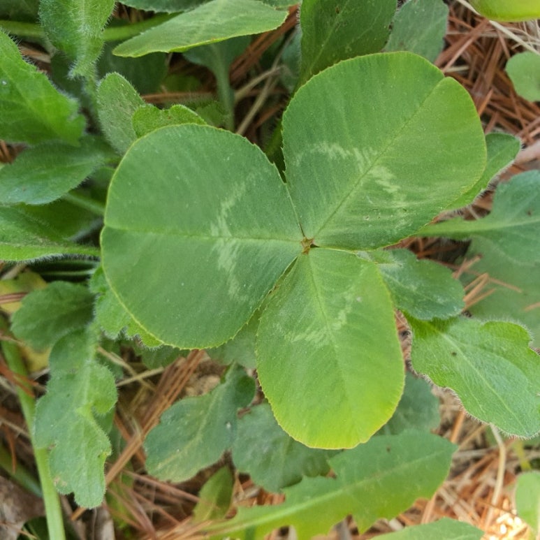 세잎크로바 이미지