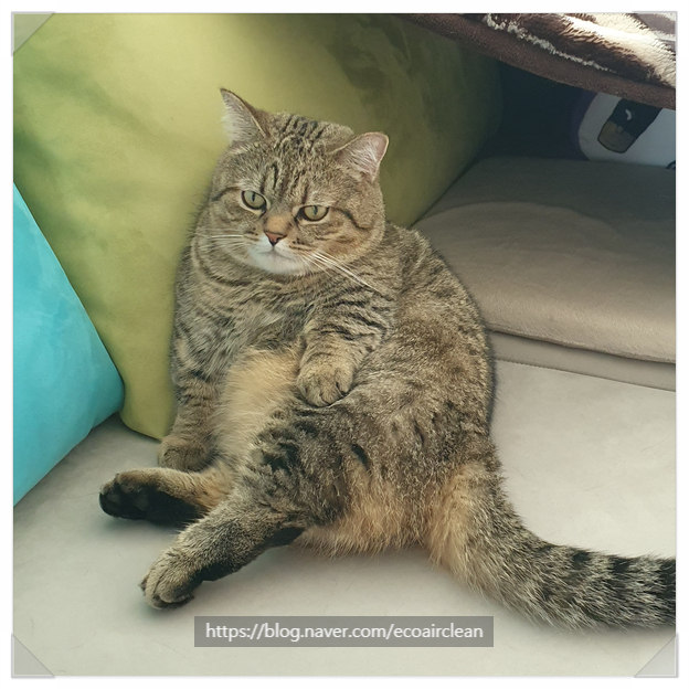 클린냥이 이미지