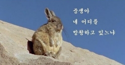 가마루 빚은 고등어 이미지