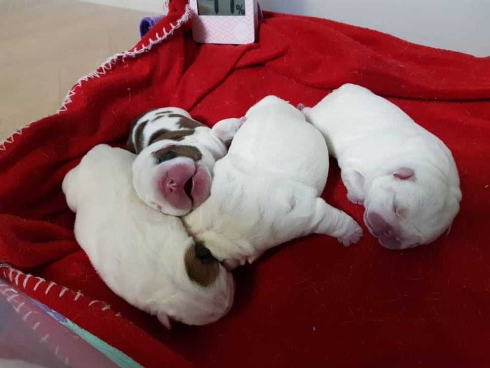 불독(bulldog) 이미지