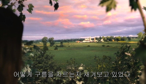 벤자마스 이미지