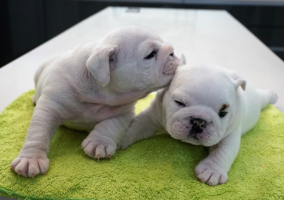 불독(bulldog) 이미지