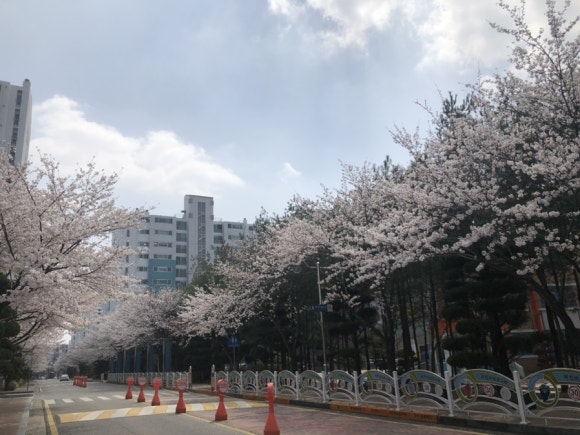 아티장보노보 이미지