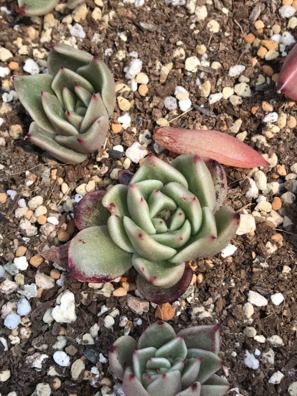 죠세핀 이미지