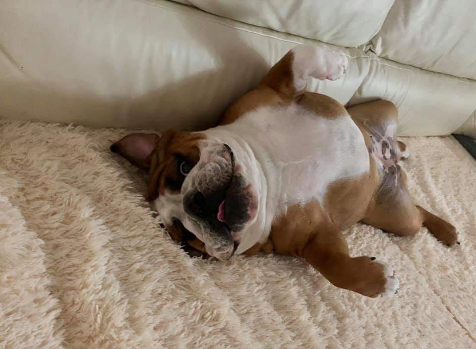 불독(bulldog) 이미지