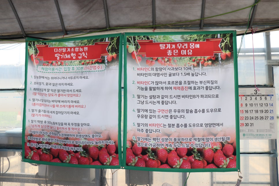 다산딸기수출 이미지