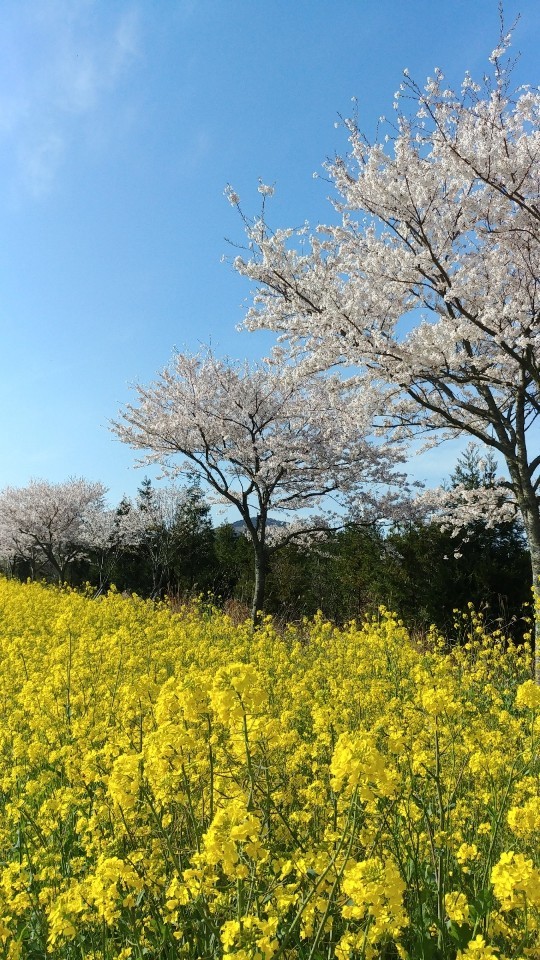 유채공방 이미지