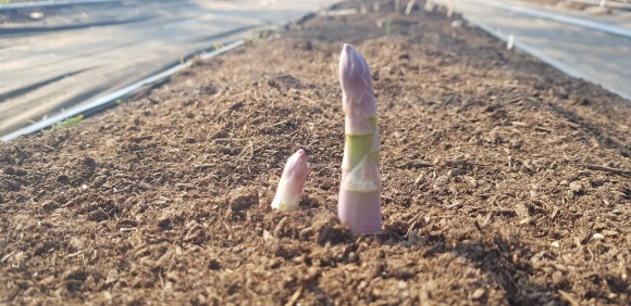 화천 아스파라거스 농장 이미지