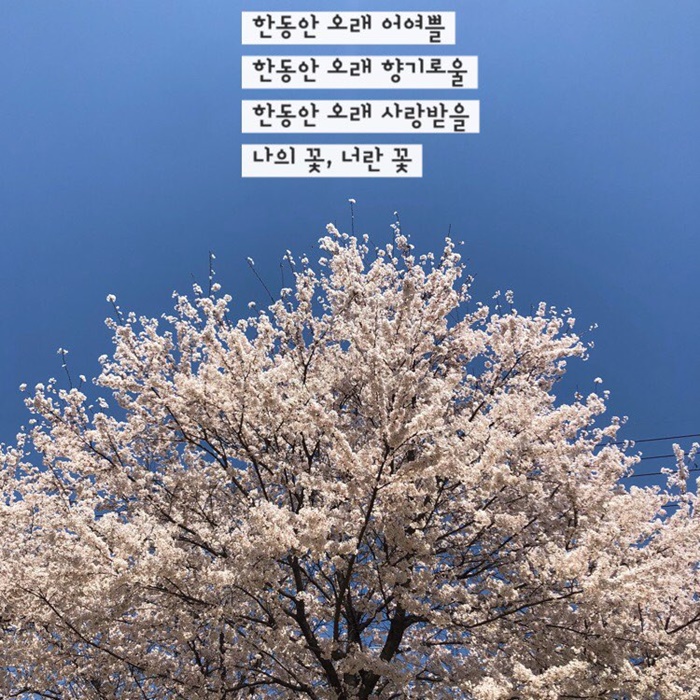 너란, 꽃 이미지
