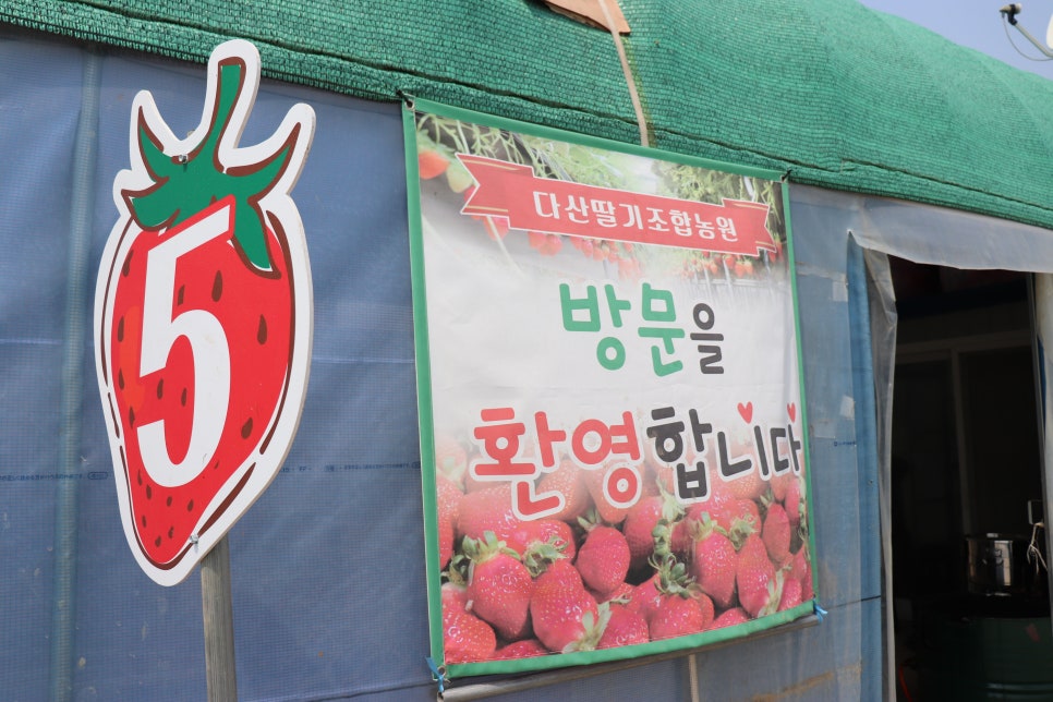 다산딸기수출 이미지