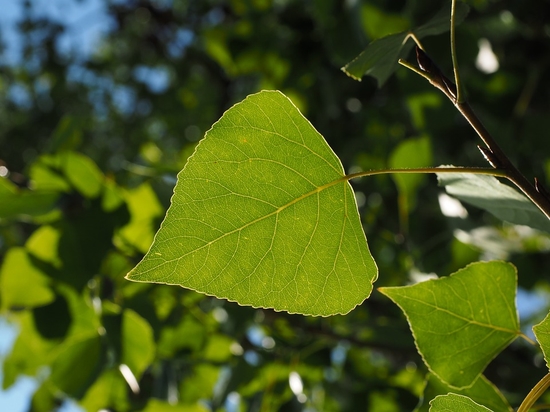 포플러(poplar) 이미지