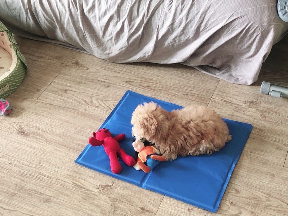 닥터메이 이미지