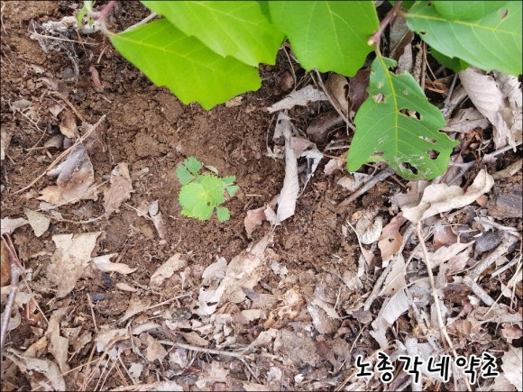 약초총각 이미지