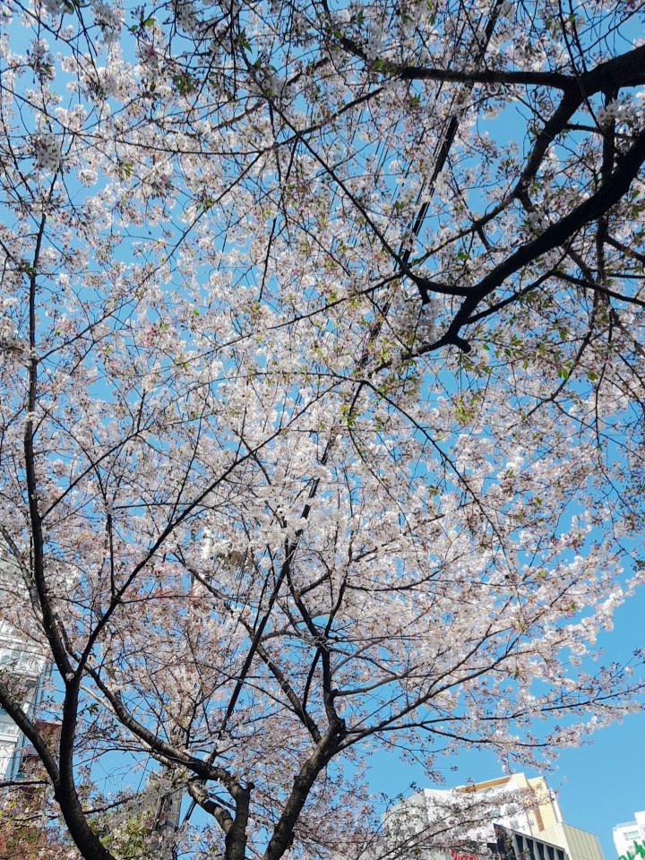 샌토쥬 이미지